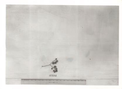 Click for 1 image(s) for this accession. Image